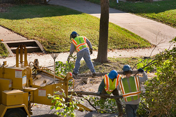 Best Arborist Consultation Services  in Indian Hills, CO